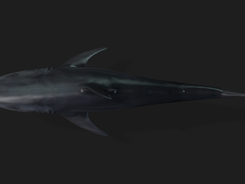 Shark-A1 3D 模型