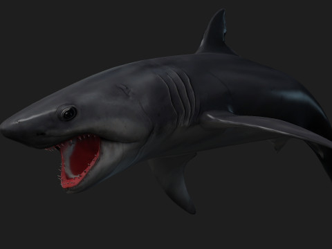 Shark-A1 3D 模型