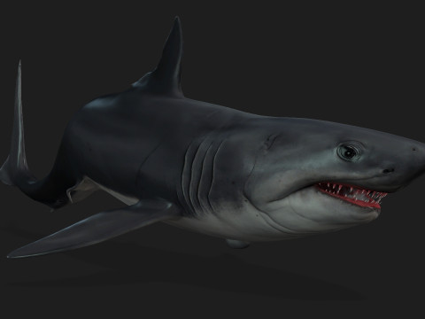 Shark-A1 3D 模型