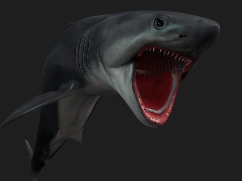 Shark-A1 3D 模型