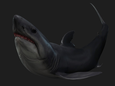 Shark-A1 3D 模型