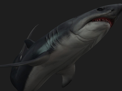 Shark-A1 3D 模型