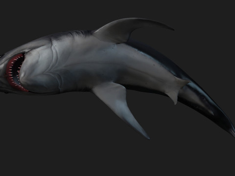 Shark-A1 3D 模型