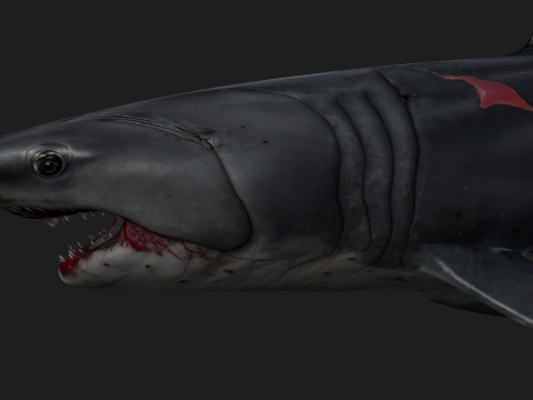 Shark-A2 3D मॉडल