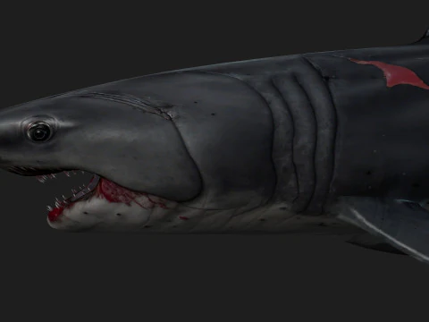 Shark-A2 3D Model