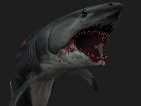 Shark-A2 3D मॉडल