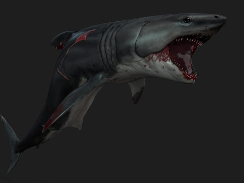 Shark-A2 3D मॉडल
