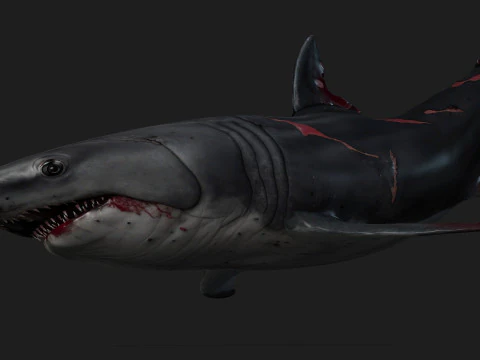 Shark-A2 3D Model