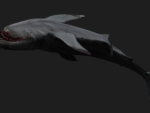Shark-A2 3D मॉडल
