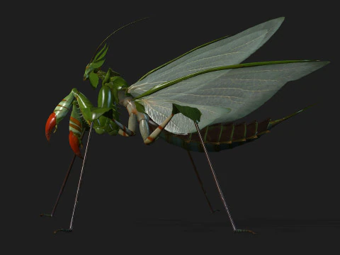 Bidsprinkhaan-A1 3D Model