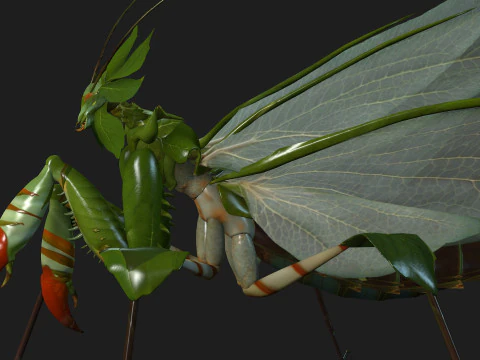 Bidsprinkhaan-A1 3D Model