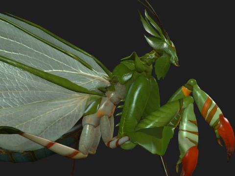 Bidsprinkhaan-A1 3D Model