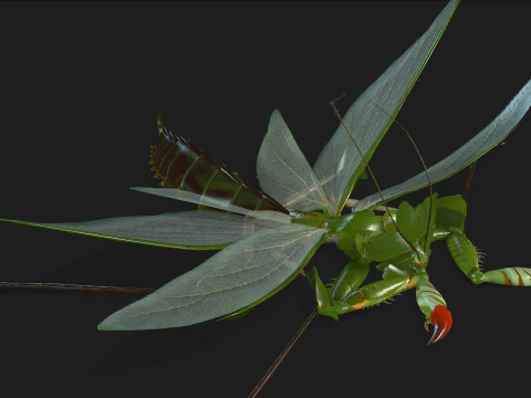 Bidsprinkhaan-A1 3D Model