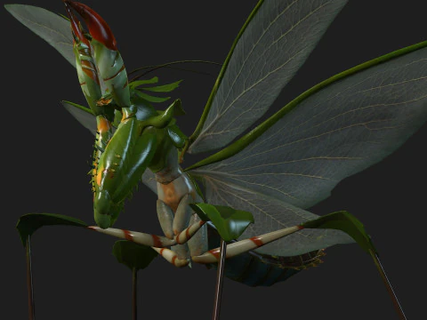 Bidsprinkhaan-A1 3D Model