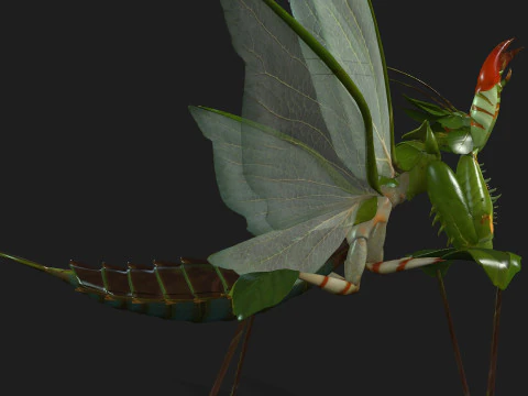 Bidsprinkhaan-A1 3D Model