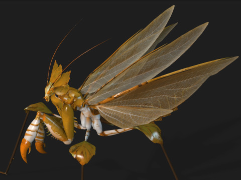 Mantis-A2 3D Model