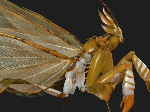 Mantis-A2 3D Model
