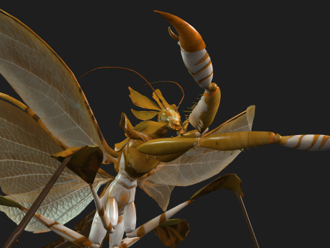 Mantis-A2 3D Model