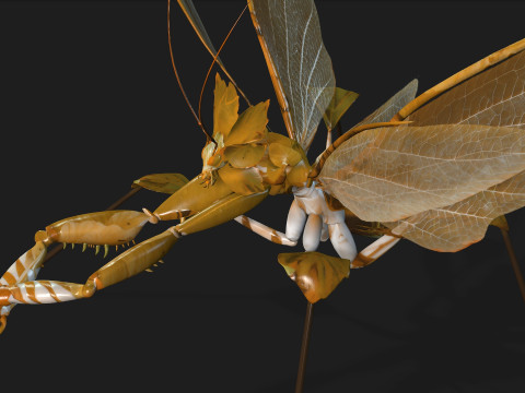 Mantis-A2 3D Model