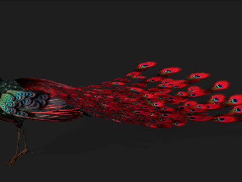 Peacock Black-A1 Modelo 3D