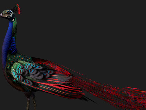 Peacock Black-A1 Modelo 3D