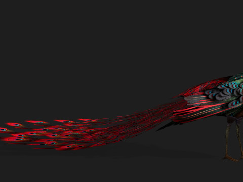 Peacock Black-A1 Modelo 3D