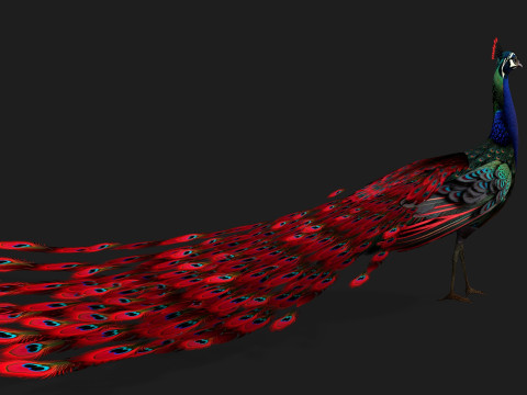 Peacock Black-A1 Modelo 3D