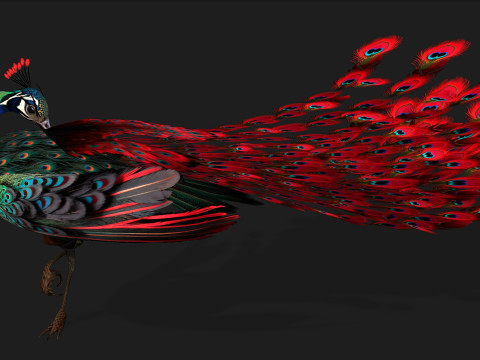 Peacock Black-A1 Modelo 3D