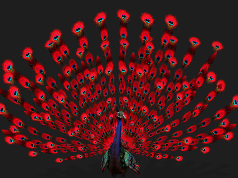 Peacock Black-A1 Modelo 3D