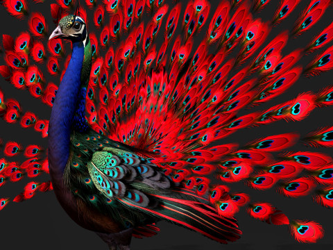 Peacock Black-A1 Modelo 3D