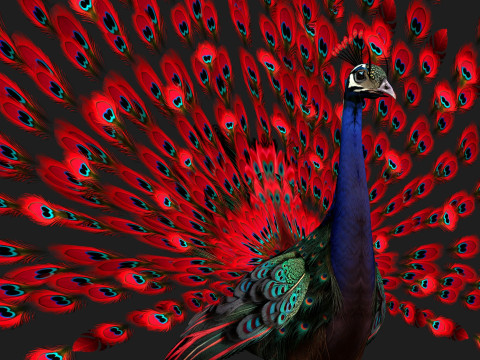 Peacock Black-A1 Modelo 3D