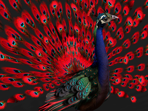 Peacock Black-A1 Modelo 3D