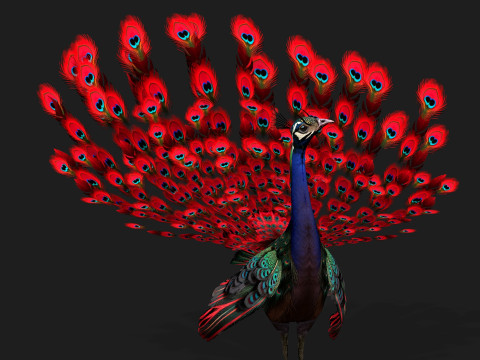 Peacock Black-A1 Modelo 3D