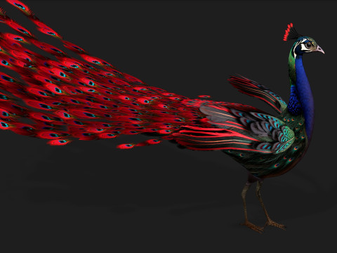 Peacock Black-A1 Modelo 3D