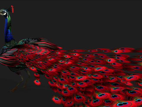 Peacock Black-A1 Modelo 3D