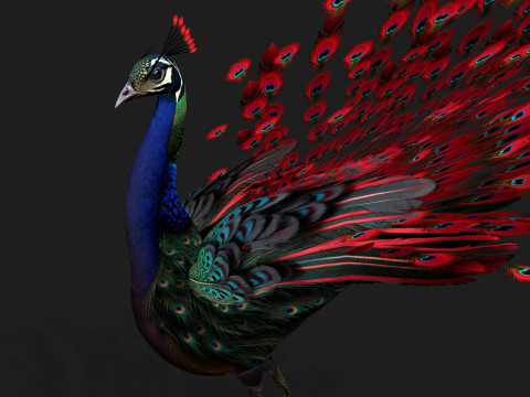 Peacock Black-A1 Modelo 3D