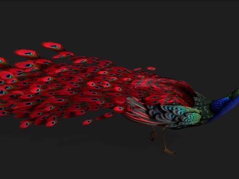 Peacock Black-A1 Modelo 3D