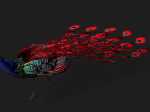 Peacock Black-A1 Modelo 3D