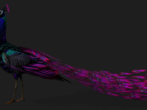 Peacock Black-A2 Modelo 3D