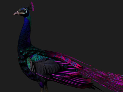 Peacock Black-A2 Modelo 3D