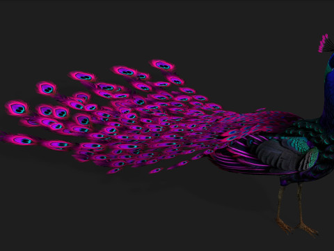 Peacock Black-A2 Modelo 3D