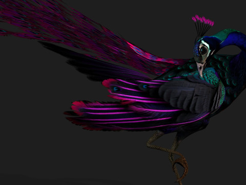 Peacock Black-A2 Modelo 3D