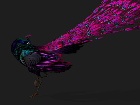 Peacock Black-A2 Modelo 3D