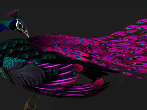 Peacock Black-A2 Modelo 3D