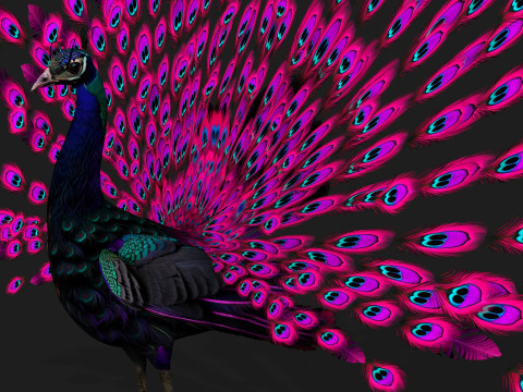 Peacock Black-A2 Modelo 3D