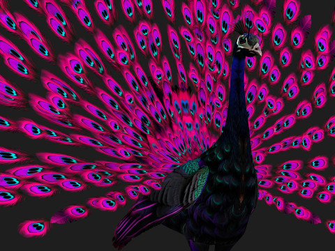 Peacock Black-A2 Modelo 3D
