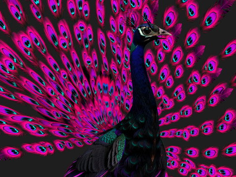 Peacock Black-A2 Modelo 3D