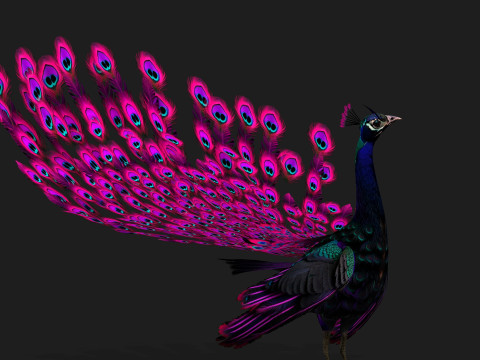 Peacock Black-A2 Modelo 3D