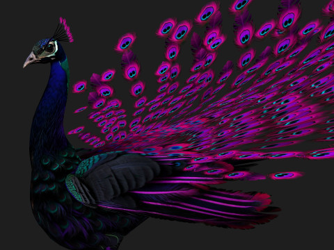 Peacock Black-A2 Modelo 3D