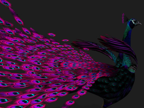 Peacock Black-A2 Modelo 3D